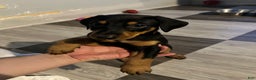 Doberman Pinscher dogs for sale: Doberman Pinscher Puppy 4 - Ad 2