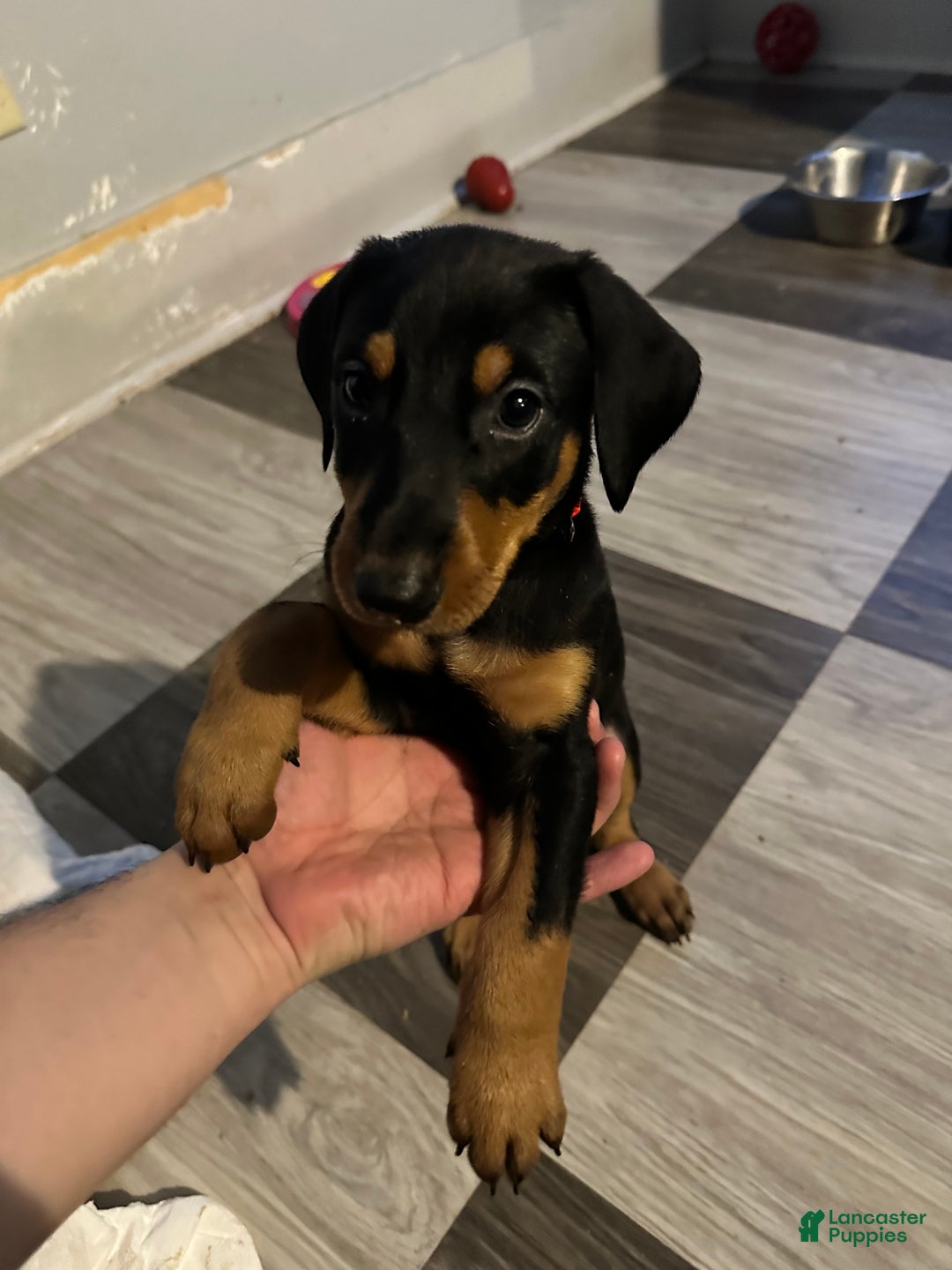Doberman Pinscher dogs for sale: Doberman Pinscher Puppy 4 - Ad 2