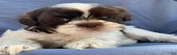 Shih Tzu dogs for sale: Milo - Ad 12