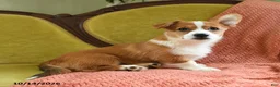 Welsh Corgi Pembroke dogs for sale: Carmen - Ad 5