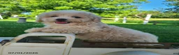 Bichpoo dogs for sale: Lonnie - Ad 7