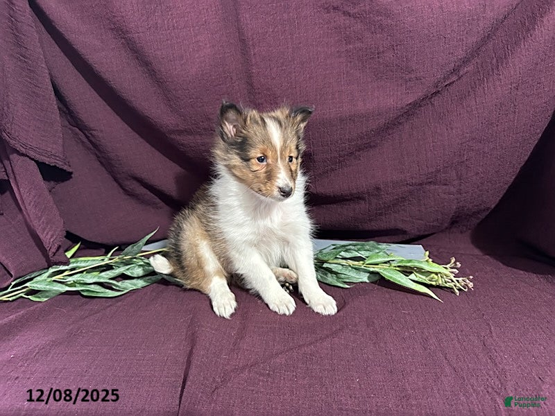 Shetland Sheepdog dogs Buster - Ad 1