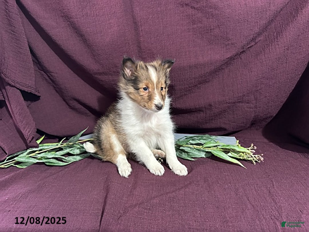 Shetland Sheepdog dogs for sale: Buster - Ad 1