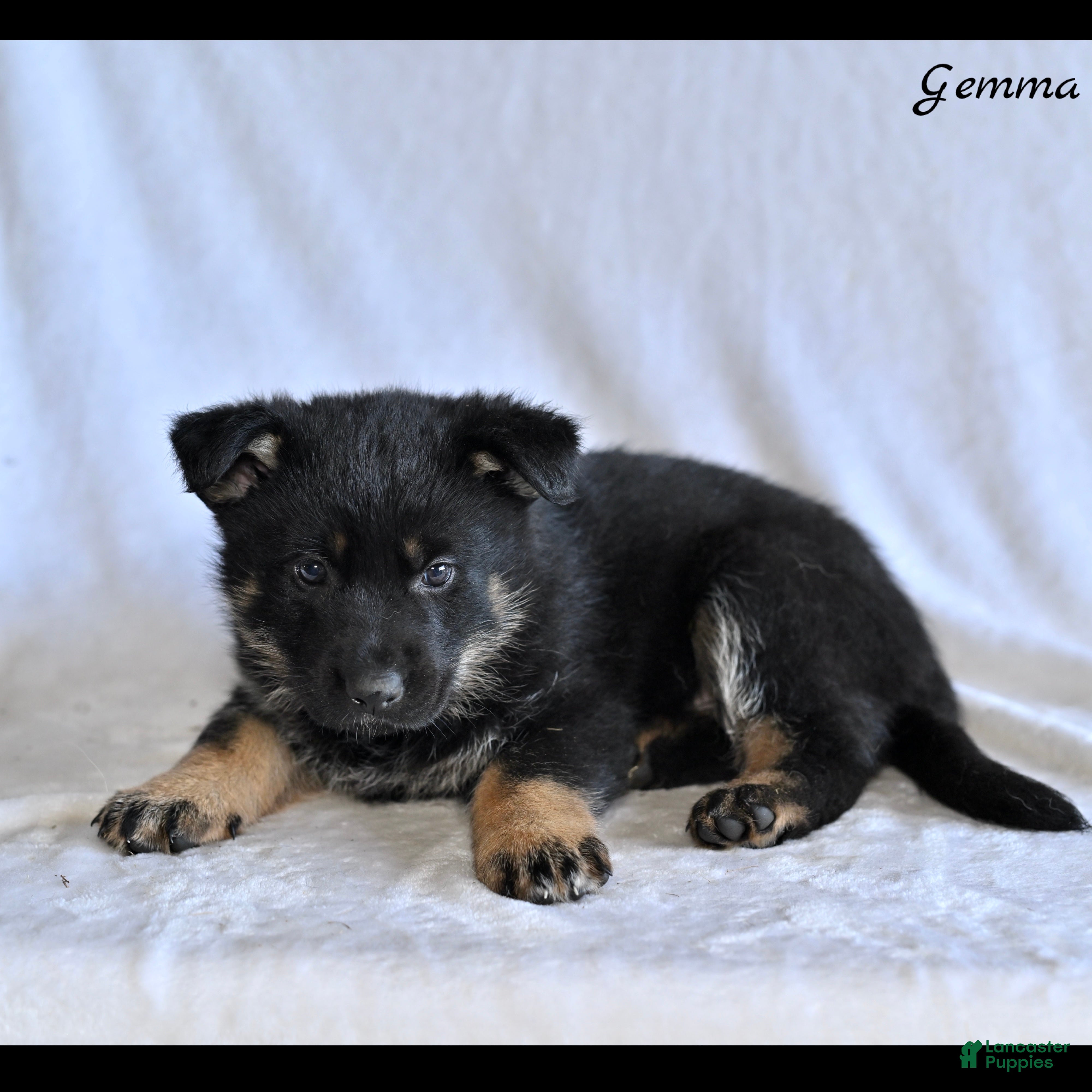 German Shepherd dogs Gemma - Ad 2