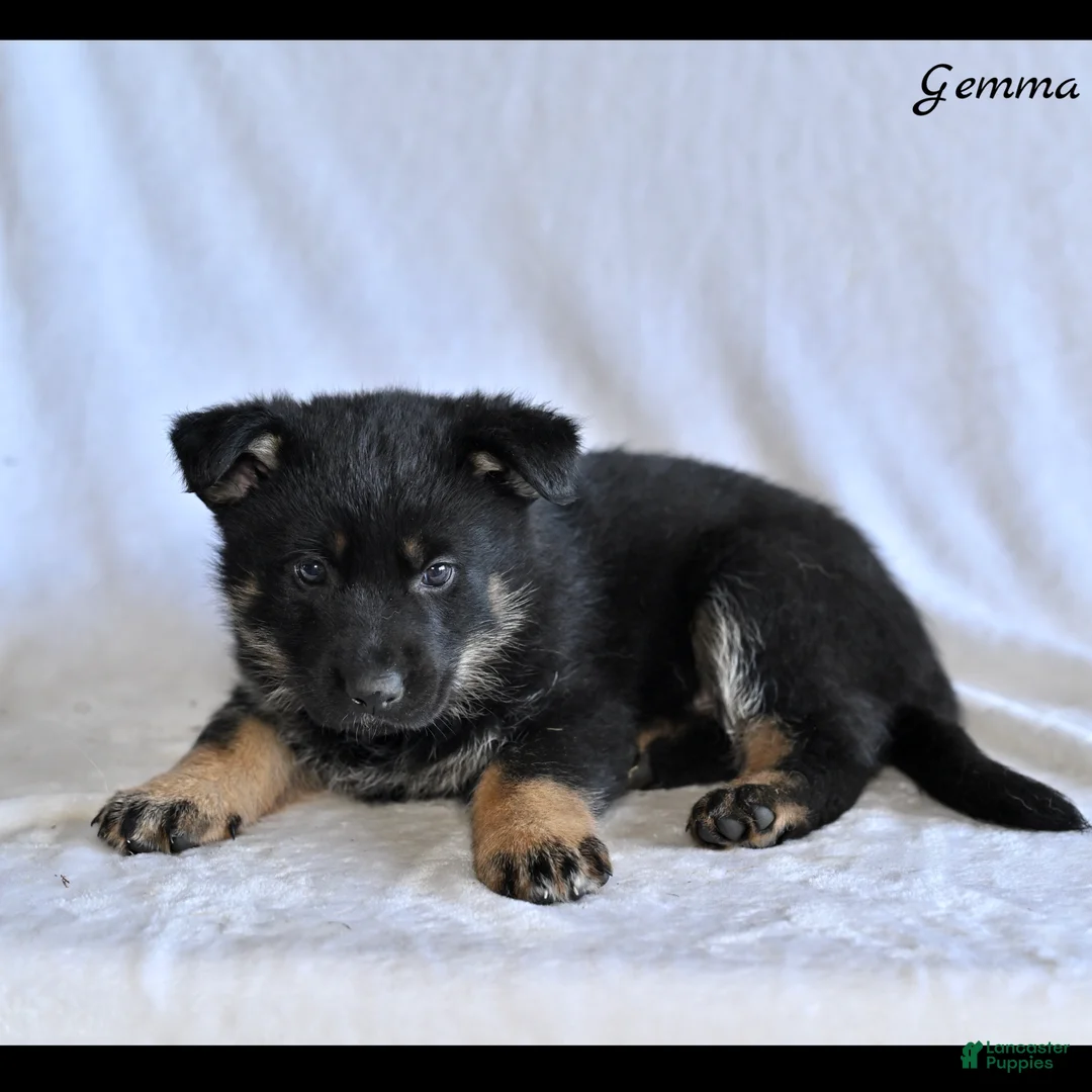German Shepherd dogs for sale: Gemma - Ad 2