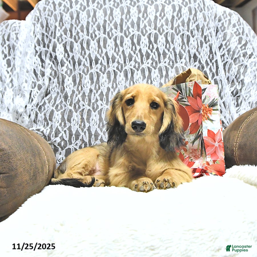 Miniature Dachshund dogs Fredrick - Ad 33