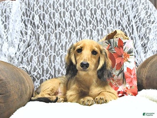 Miniature Dachshund dogs Fredrick - Ad 18