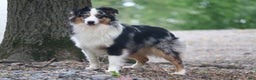 Miniature Australian Shepherd dogs for sale: Miniature Australian Shepherd Puppy 2 - Ad 4