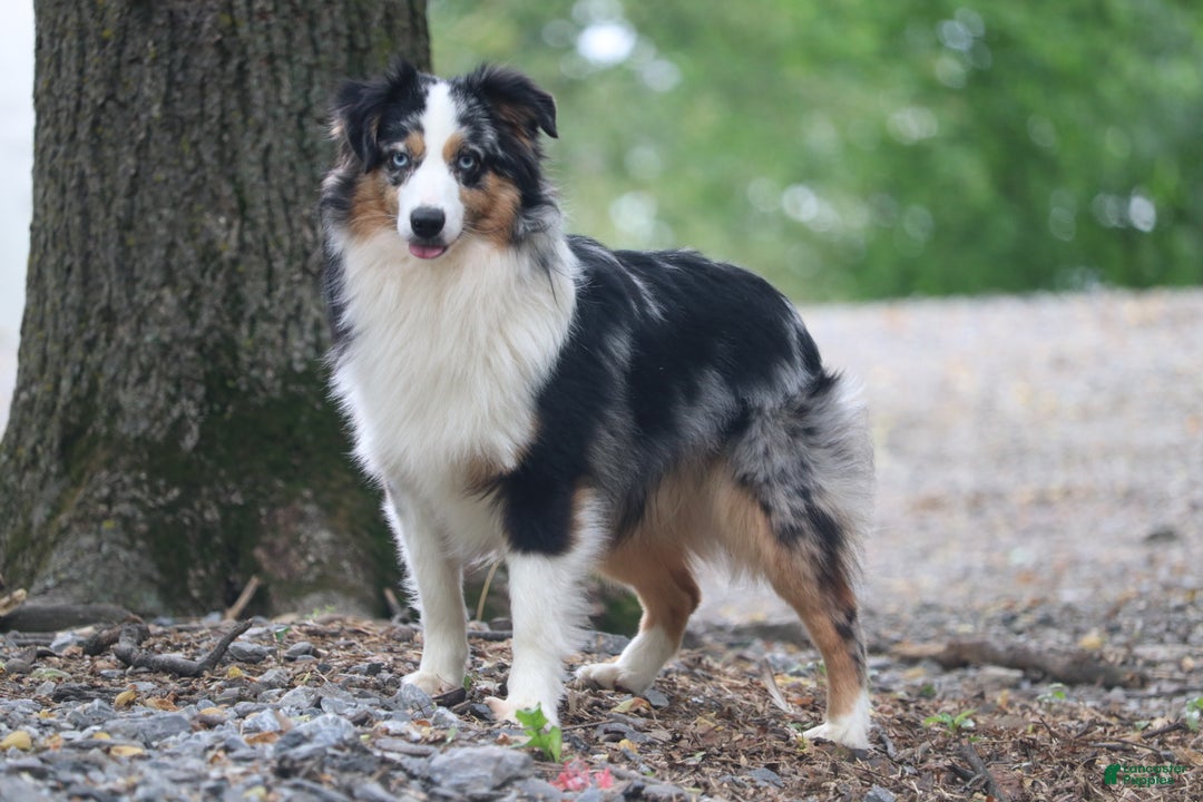 Miniature Australian Shepherd dogs for sale: Miniature Australian Shepherd Puppy 2 - Ad 4
