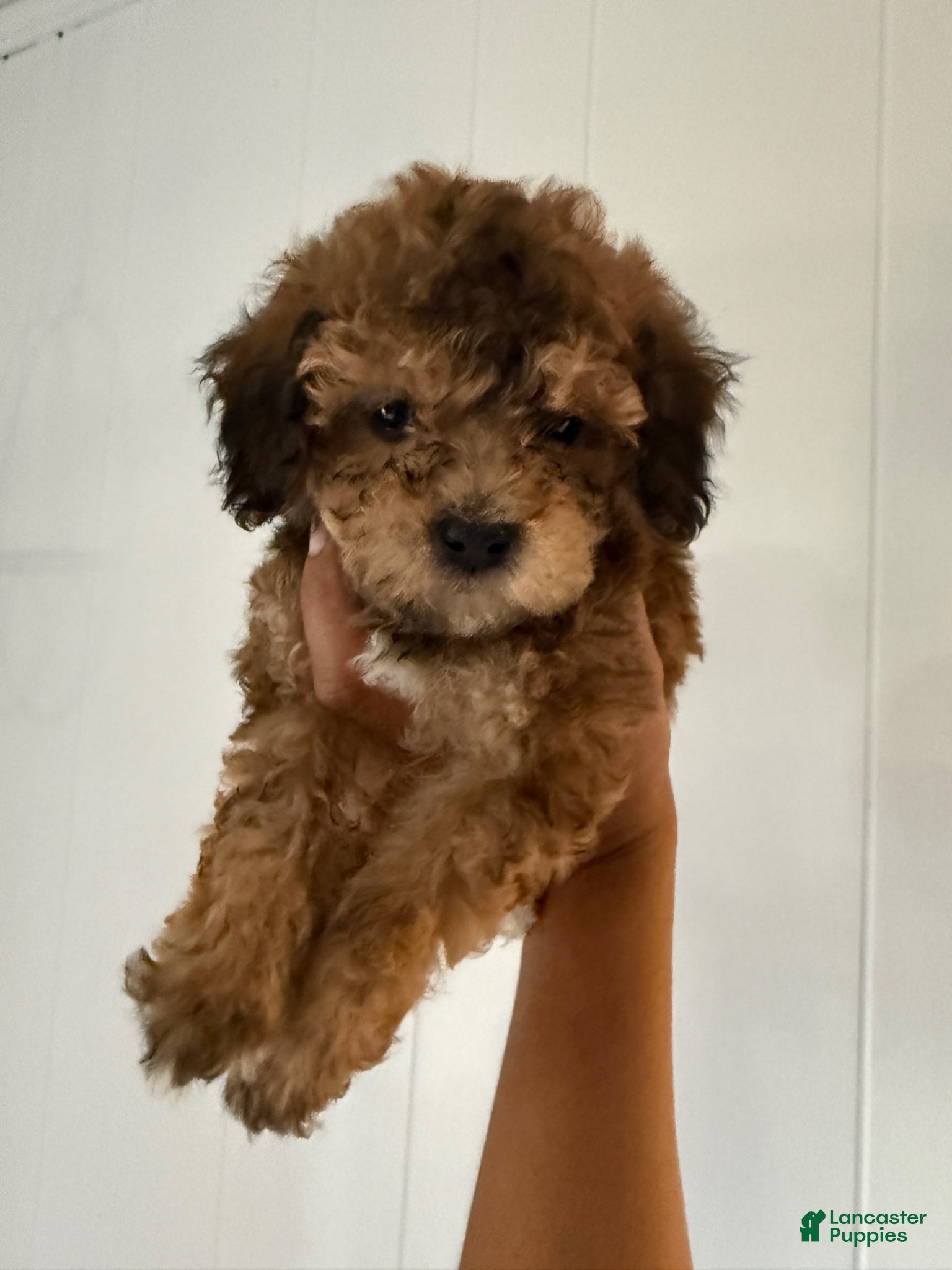 Toy Poodle dogs Toy Poodle Puppy 2 - Ad 12