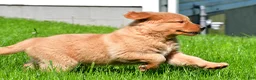 Golden Retriever dogs for sale: Axel - Ad 5