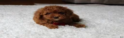 Toy Poodle dogs for sale: Maxwell - Ad 6