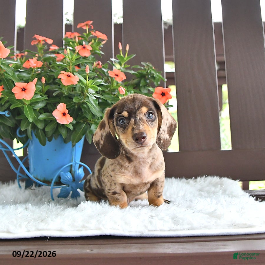 Miniature Dachshund dogs Kylo - Ad 1