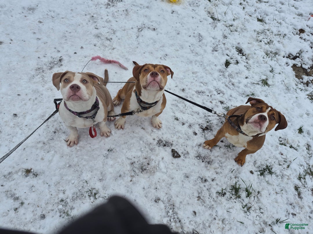 American Bully dogs for sale: Bubbles - Ad 7