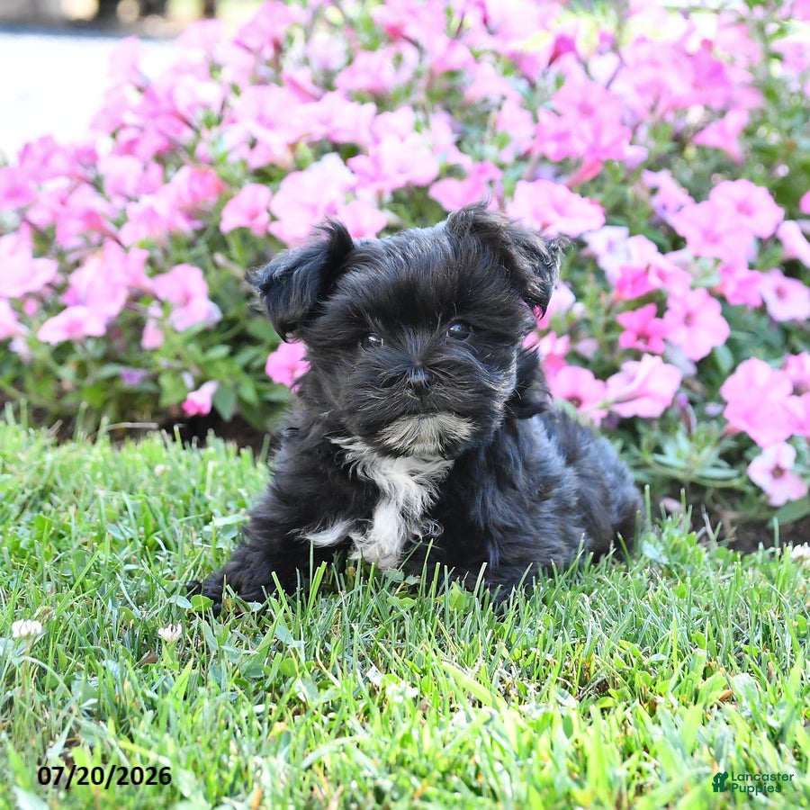 Morkie dogs Frisky - Ad 1