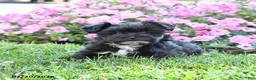 Morkie dogs for sale: Frisky - Ad 1
