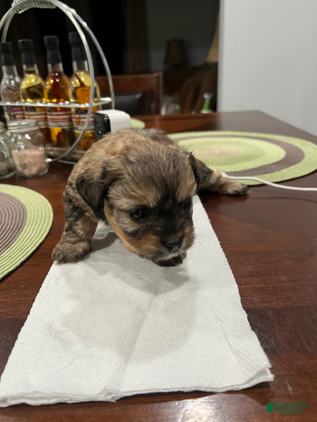 Morkie dogs for sale: Morkie Puppy 1 - Ad 3