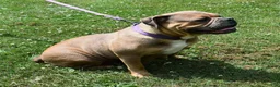 Mixed Breed dogs for sale: Scooter - Ad 5