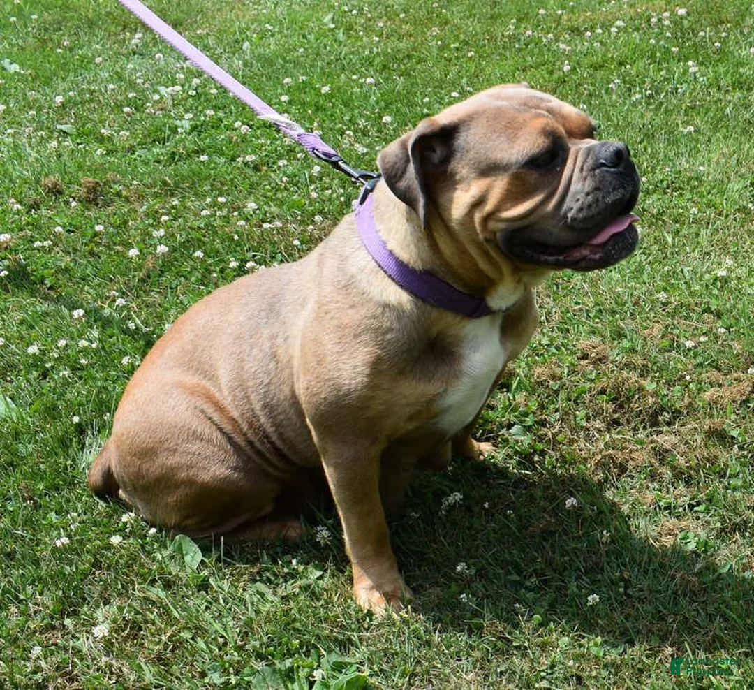 Mixed Breed dogs for sale: Scooter - Ad 5