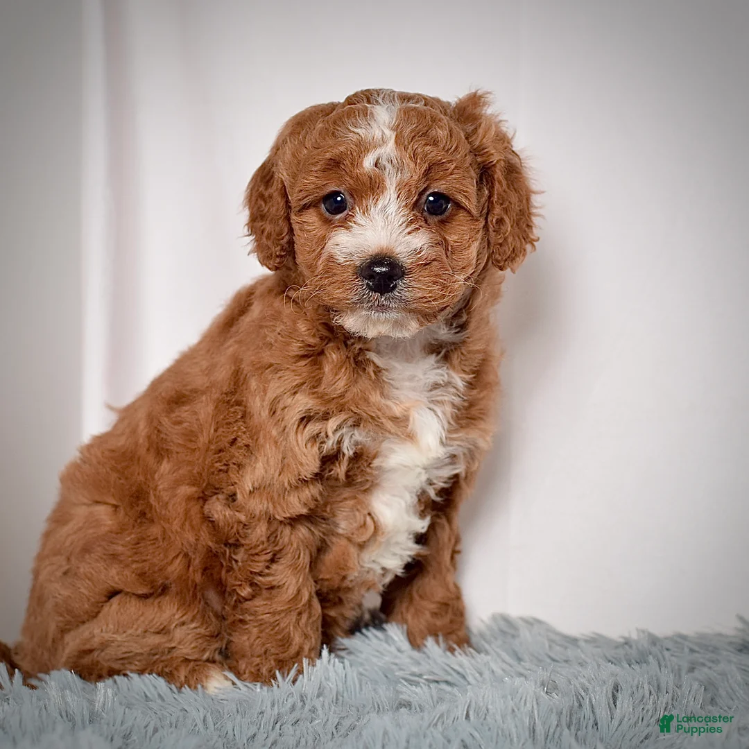 Mini Goldendoodle dogs for sale: Ms. Angel  - Ad 3