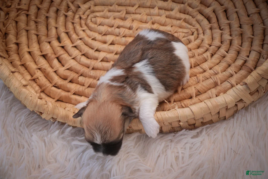 Havanese dogs for sale: Teddy Havanese  - Ad 5