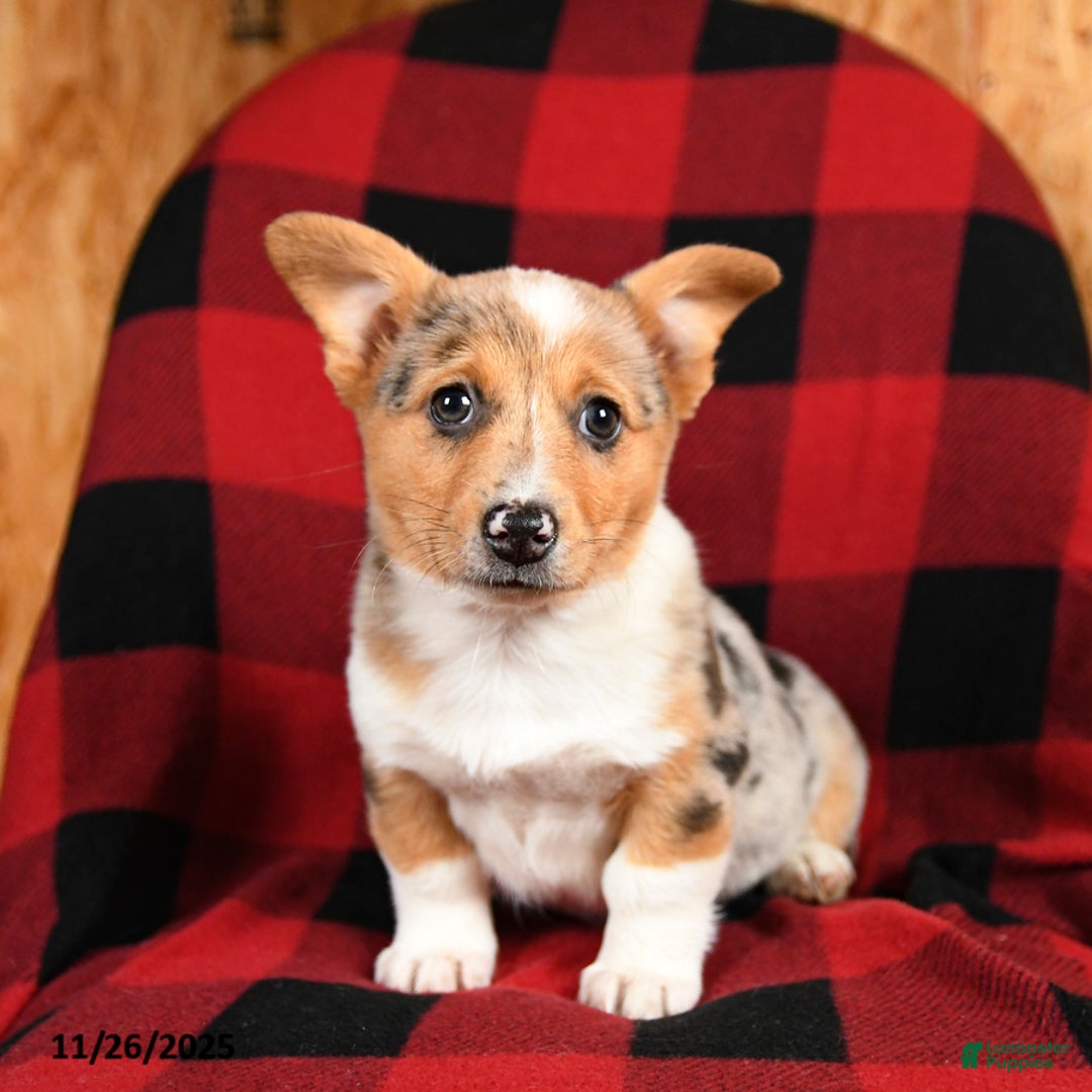 Welsh Corgi Pembroke dogs for sale: Kiwi - Ad 2
