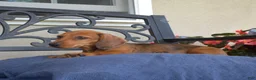 Miniature Dachshund dogs for sale: Barbie - Ad 5