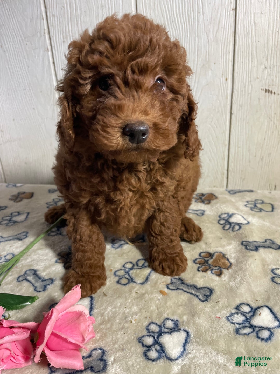 Mini Goldendoodle dogs for sale: Mitzy - Ad 3