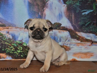 Pug dogs Roxie - Ad 12