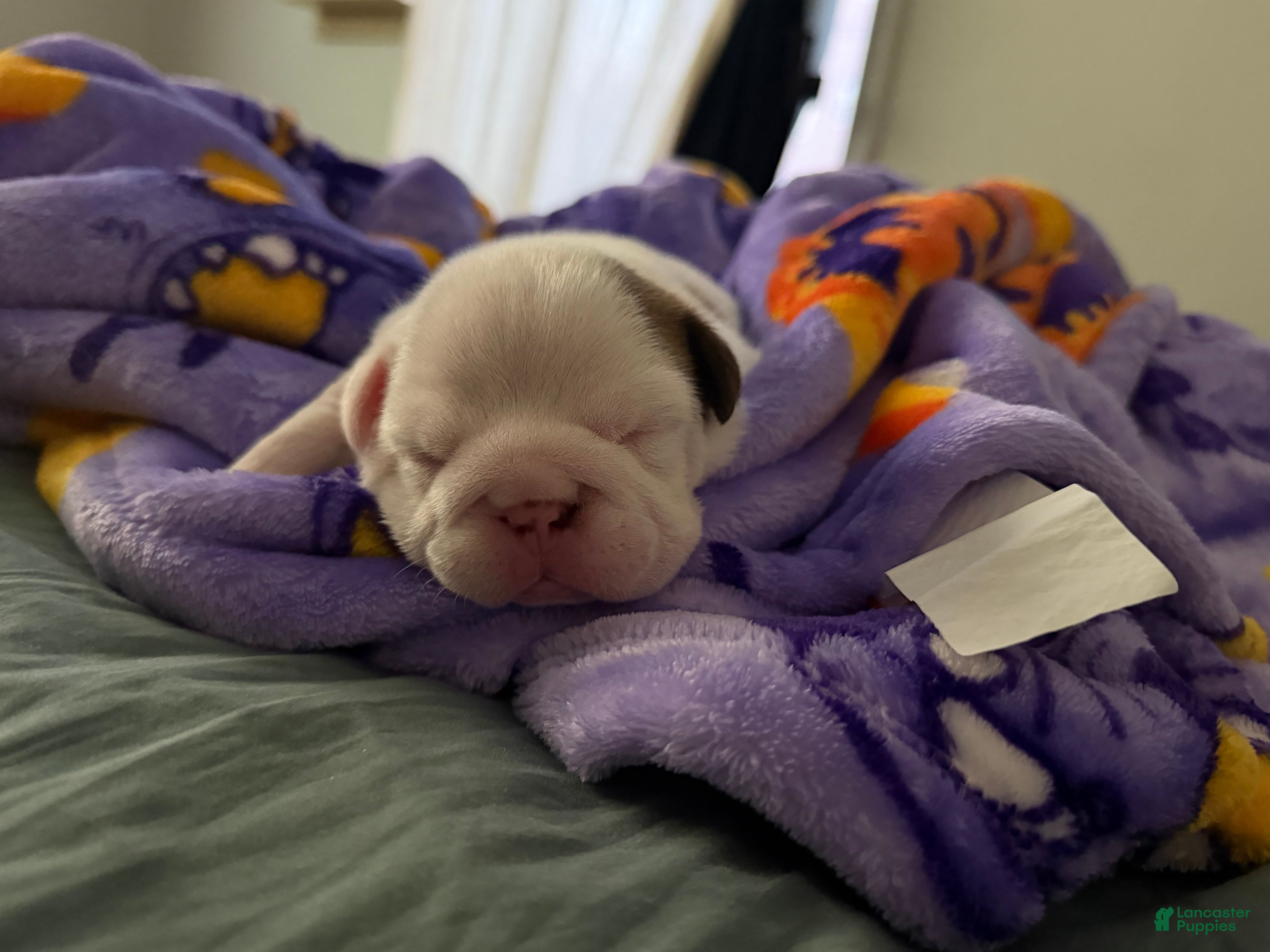 Mixed Breed dogs for sale: Spots - Ad 1