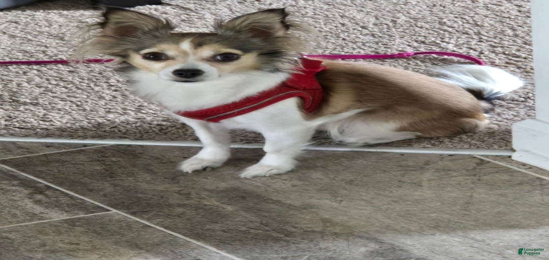 Gallery Image {{count}}