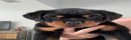 Rottweiler dogs for sale: Belize  - Ad 3