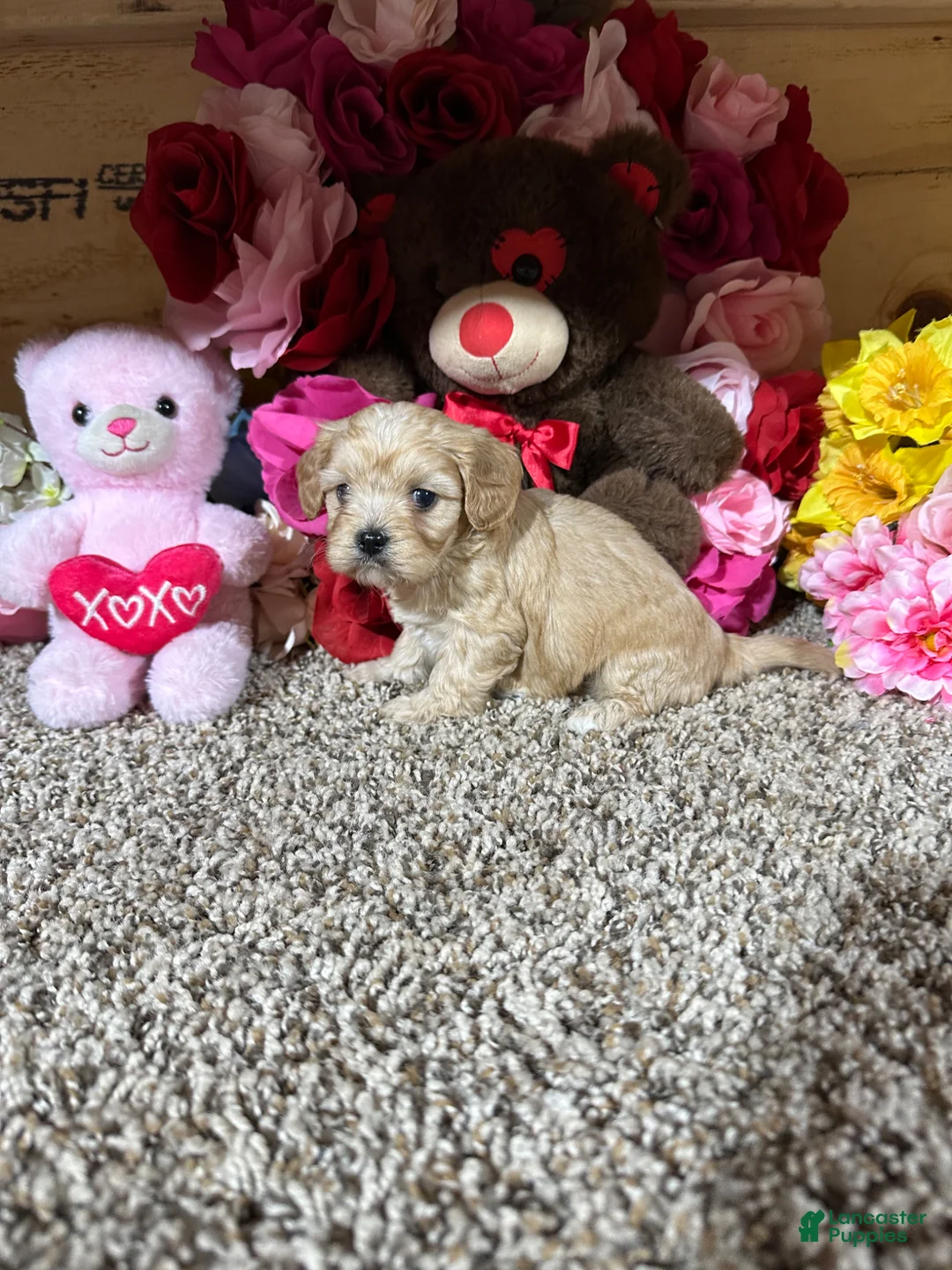 Cavapoo dogs for sale: Cavapoo Puppy 5 - Ad 3