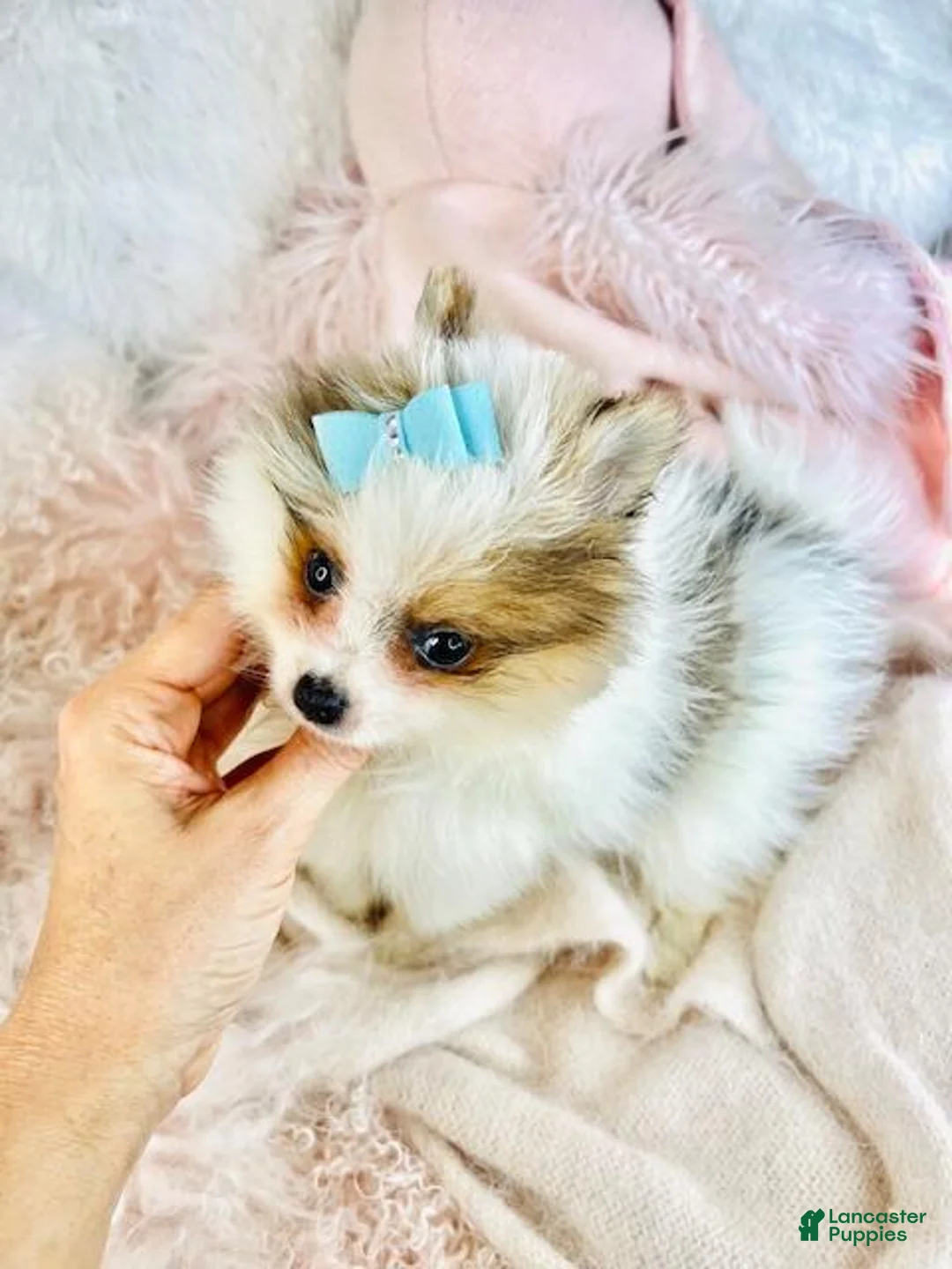 Pomeranian dogs for sale: Pomeranian Puppy 2 - Ad 2