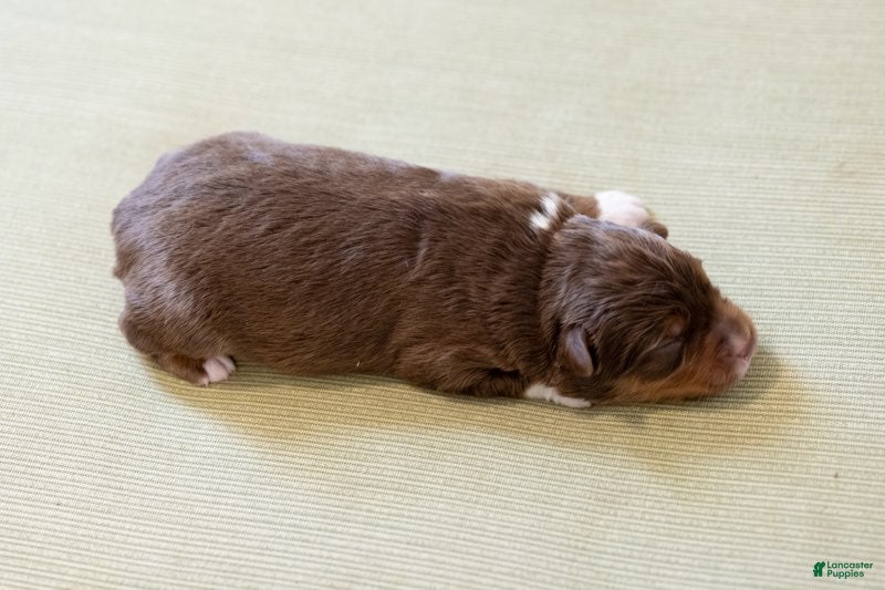 Miniature Australian Shepherd dogs Tiana - Ad 2