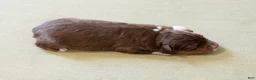 Miniature Australian Shepherd dogs for sale: Tiana - Ad 2