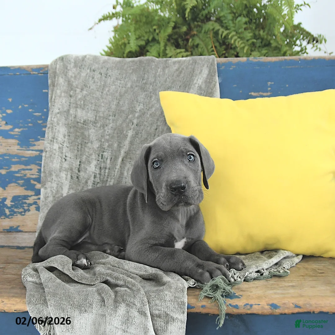 Great Dane dogs for sale: Magnus - Ad 1