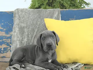 Great Dane dogs Magnus - Ad 16