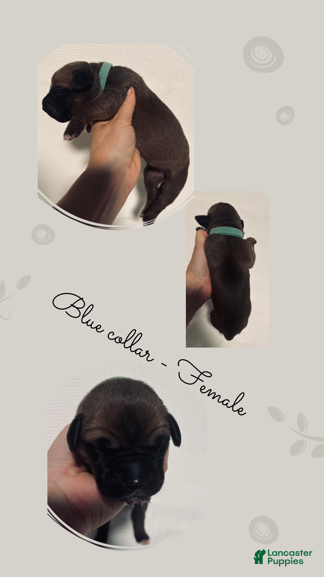 Great Dane dogs for sale: Blue Collar - Ad 4