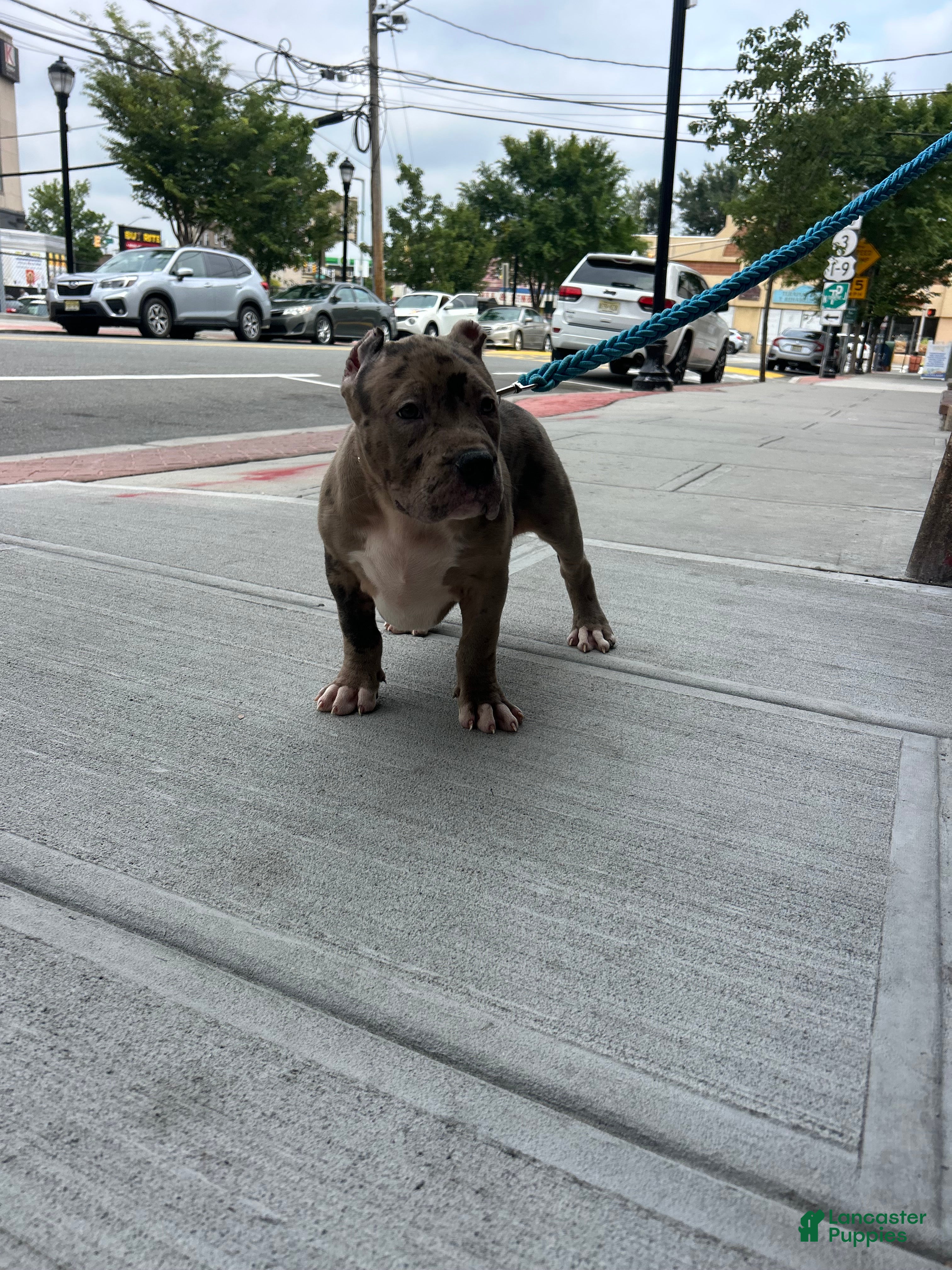 American Bully dogs American Bully Puppy 3 - Ad 2