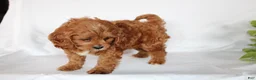 Cavapoo dogs for sale: Cindy - Ad 8