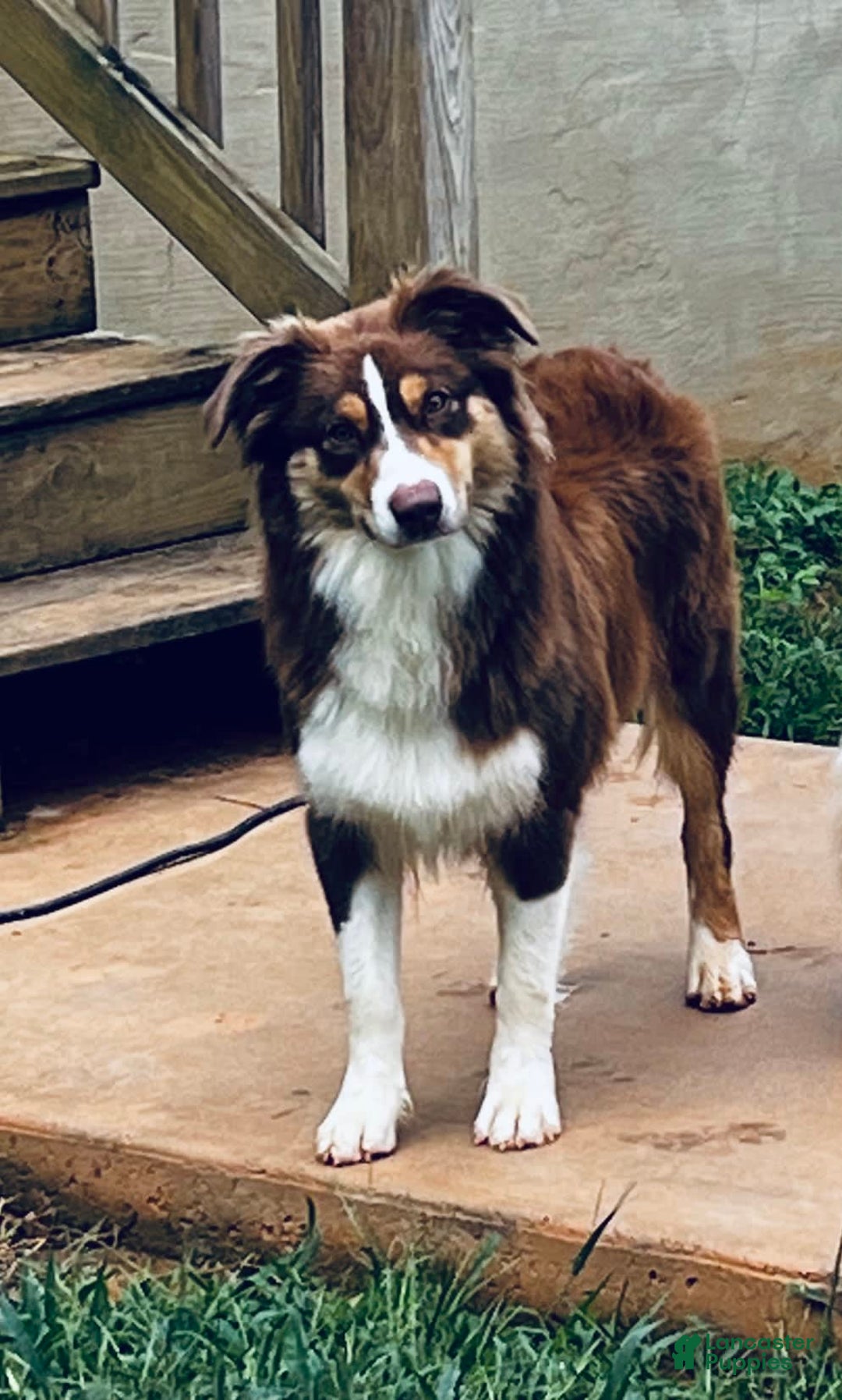 Gallery Image {{count}}