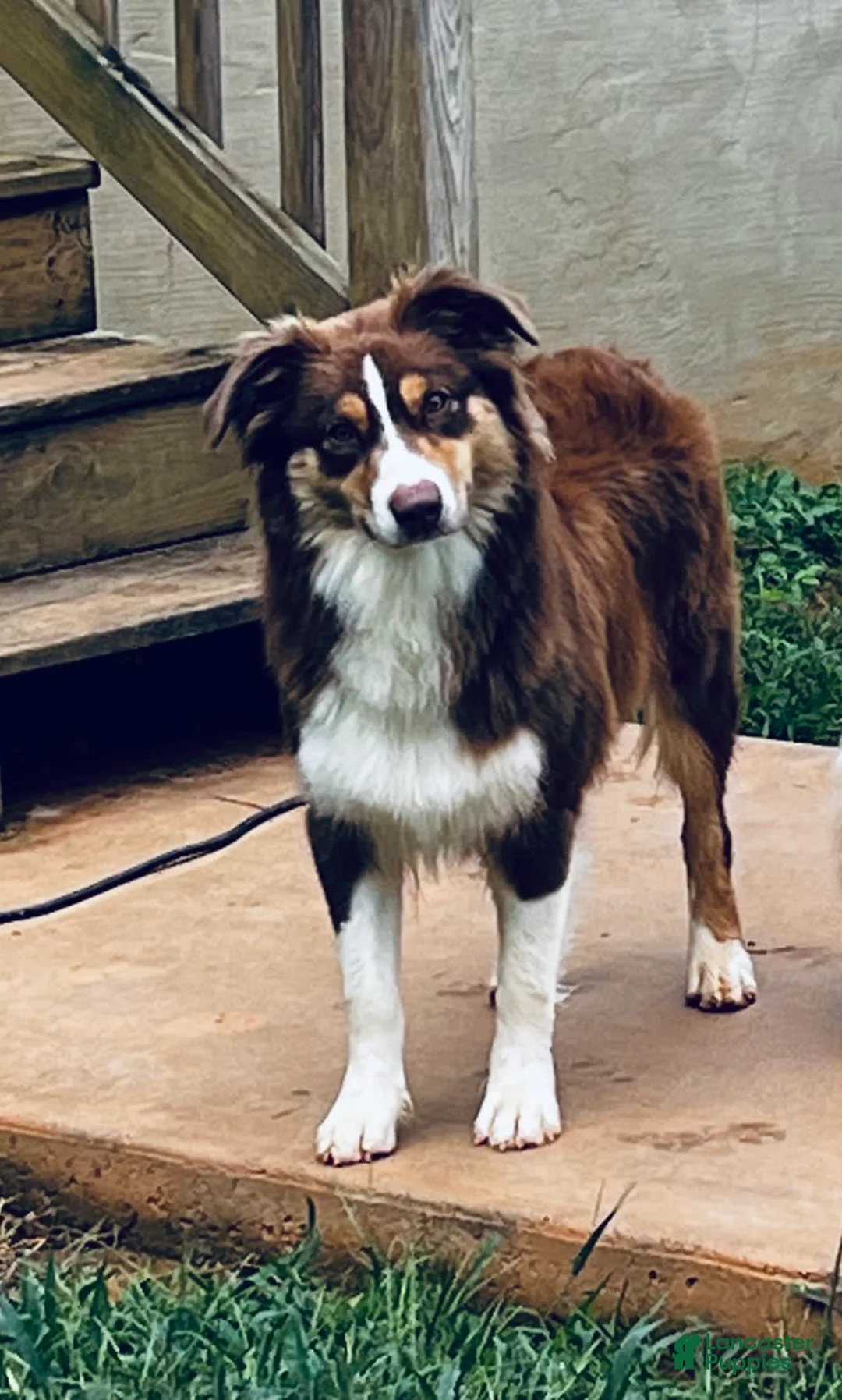 Gallery Image {{count}}