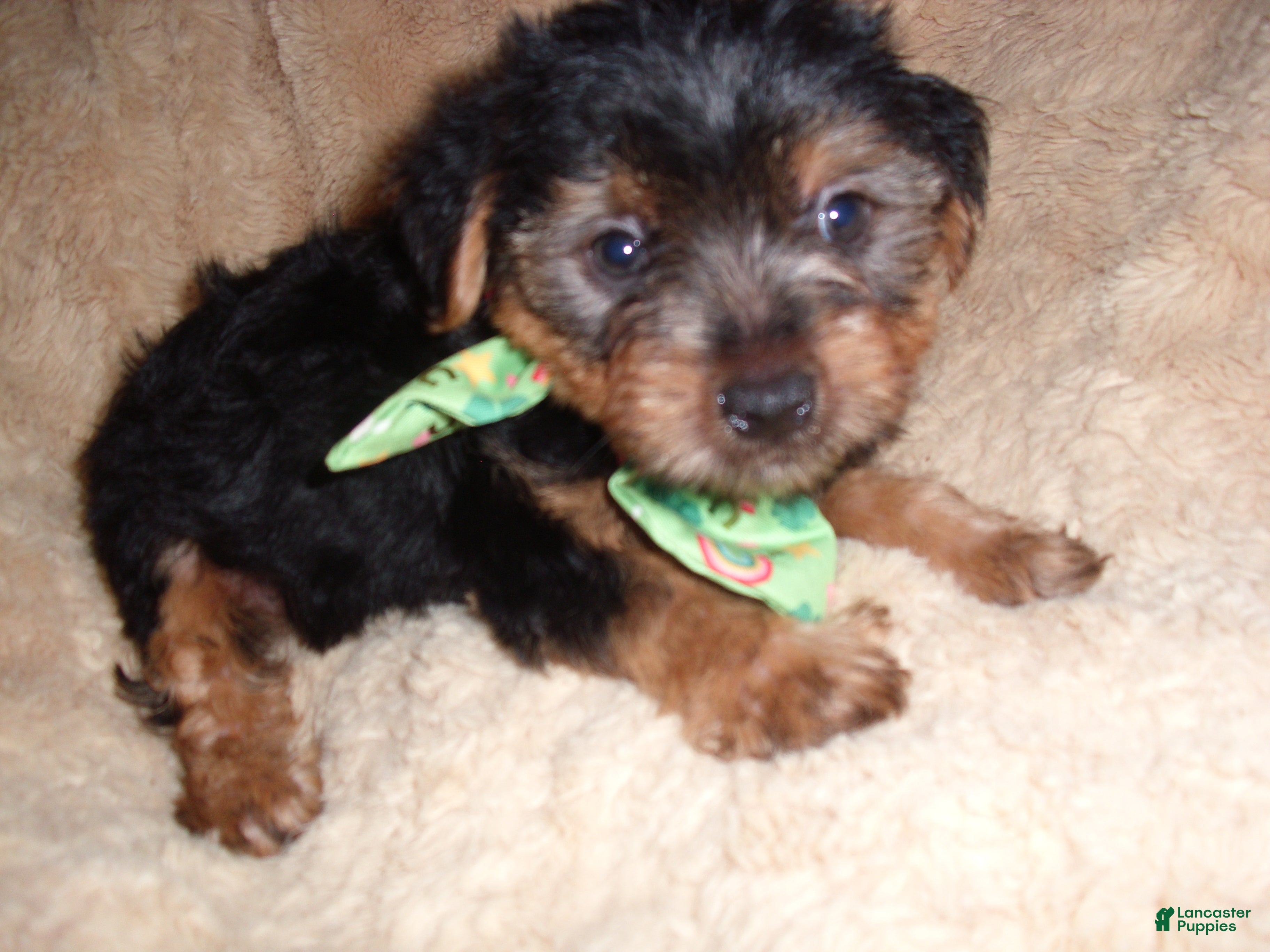Yorkshire Terrier dogs Yorkshire Terrier 2 - Ad 2