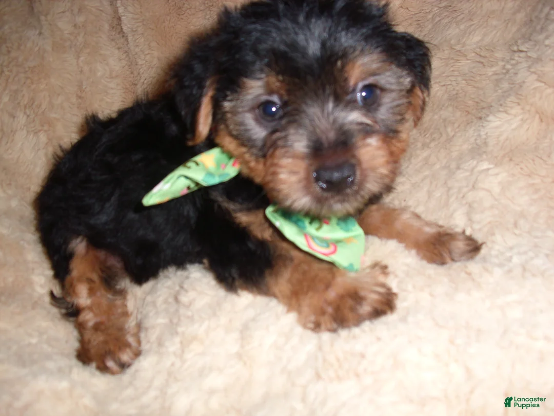 Yorkshire Terrier dogs for sale: Yorkshire Terrier 2 - Ad 2