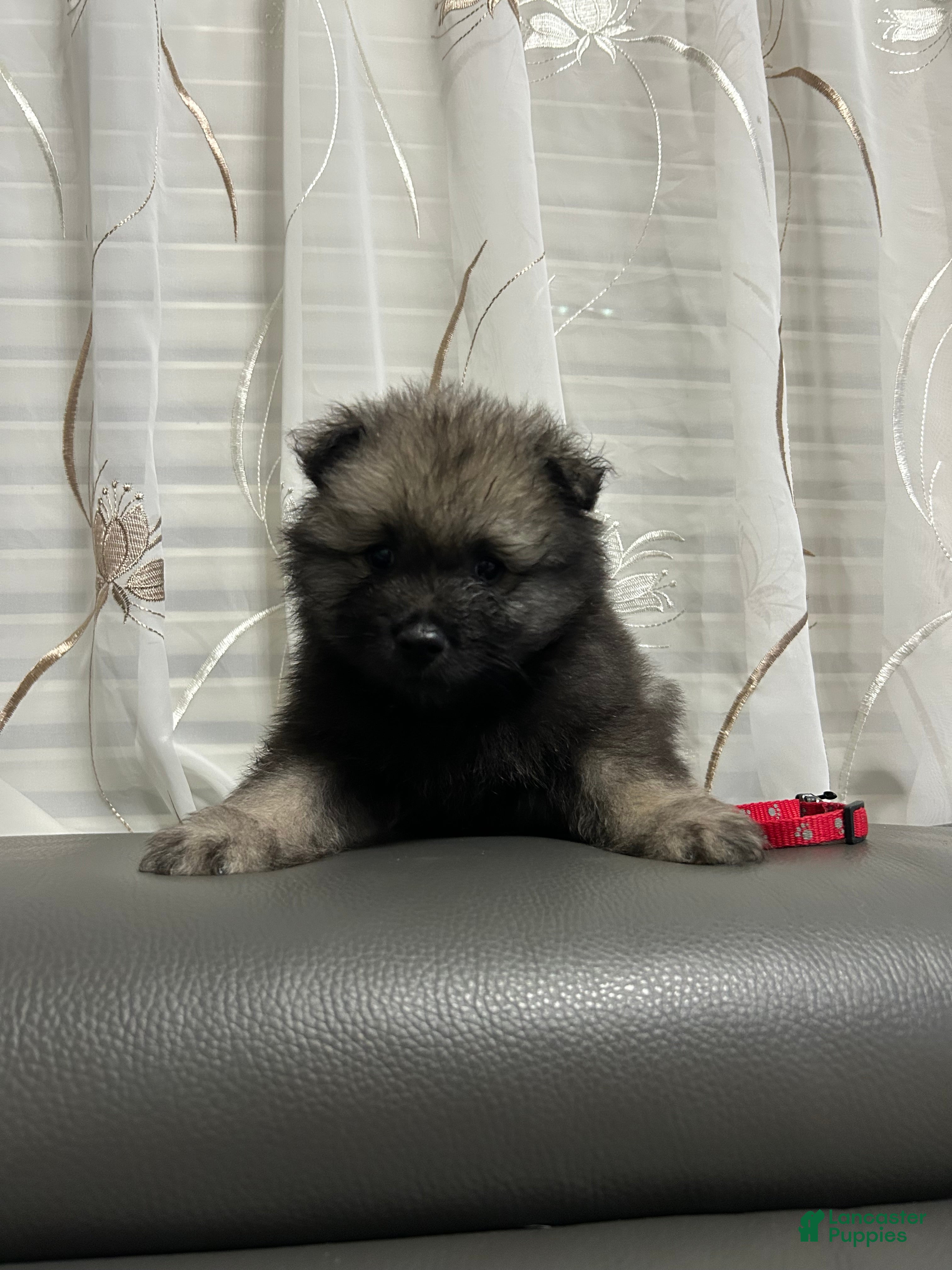 Keeshond dogs Willow  - Ad 9