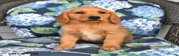 Golden Retriever dogs for sale: Peaches - Ad 3