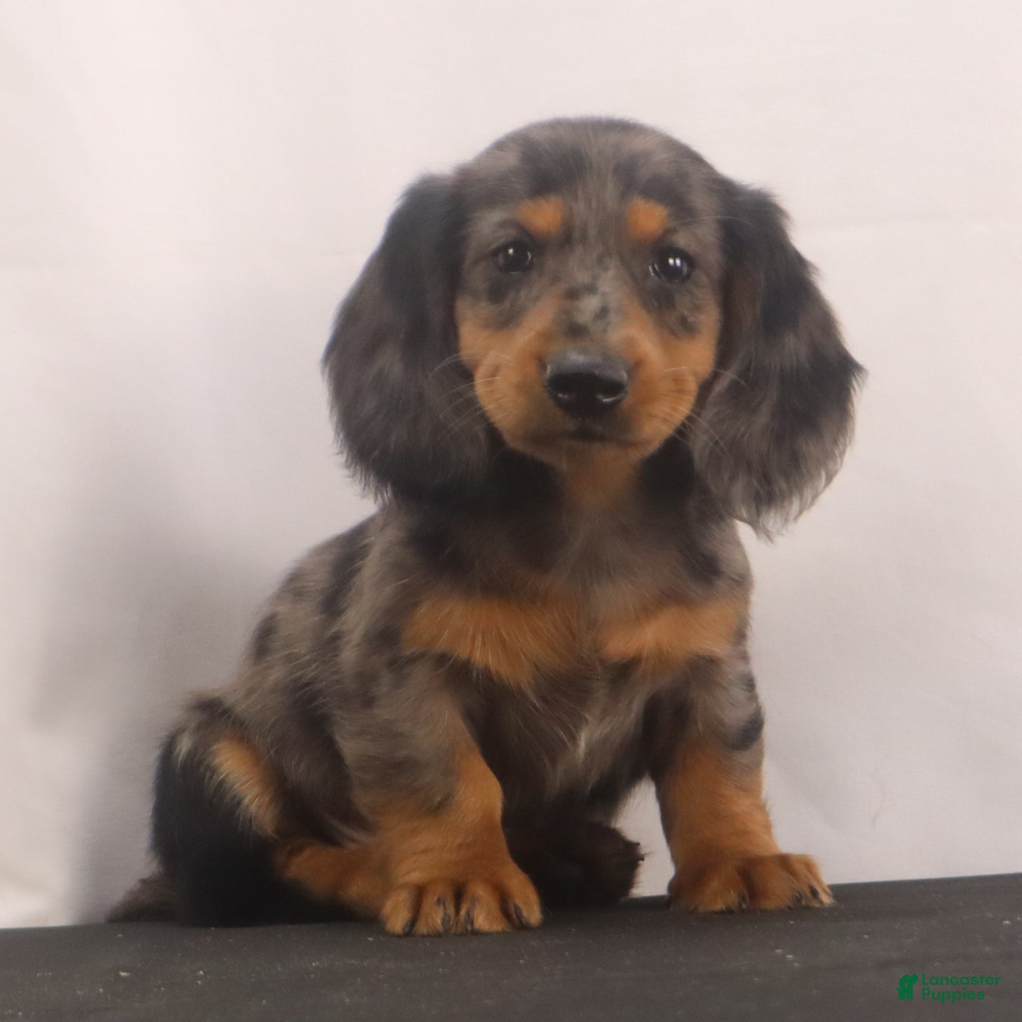 Dachshund dogs Fluffy - Ad 1