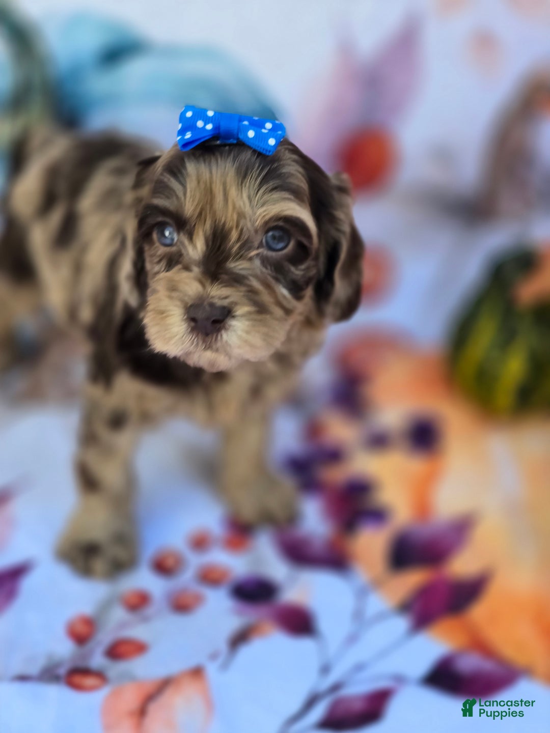 Mixed Breed dogs for sale: Prudence - Ad 25