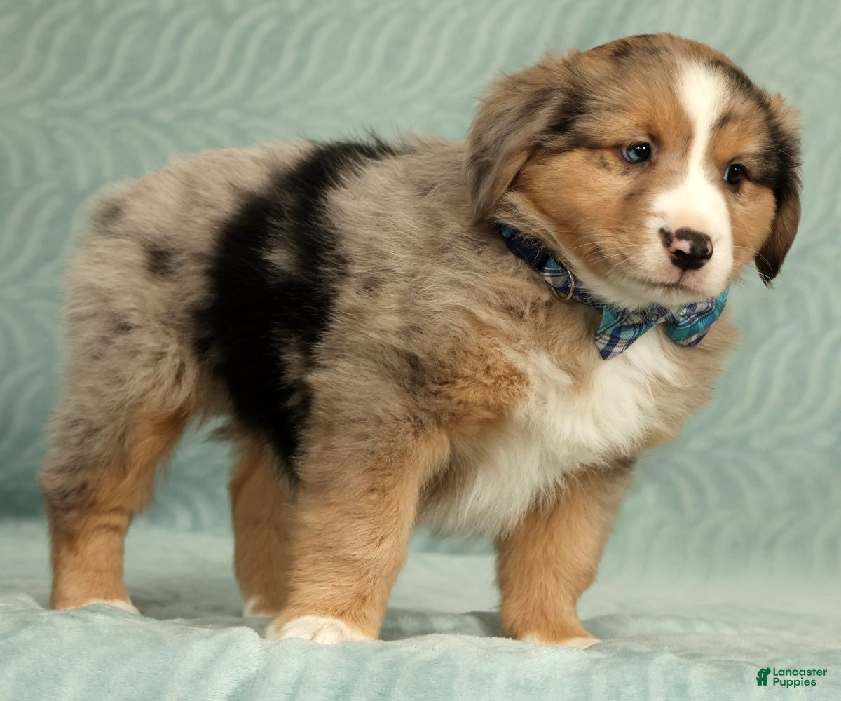 Australian Shepherd dogs for sale: Jett - Ad 6